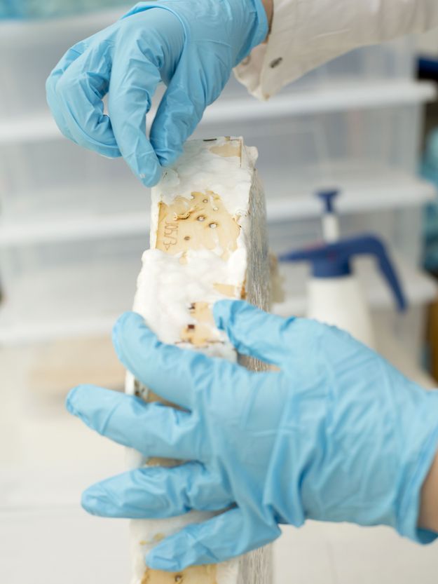 Photo: Two hands in light blue laboratory gloves hold a fungal panel covered with a whitish layer.