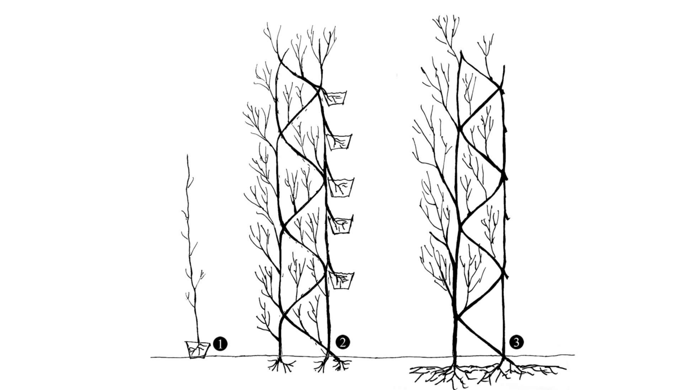 Schematic representation of the principle of plant addition